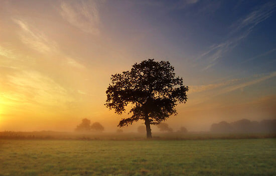 Tree and sunset